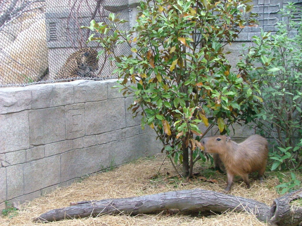 Capybara