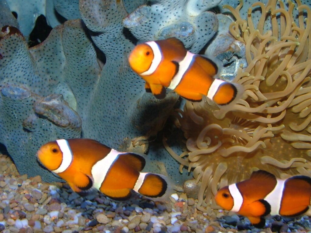 Clown Fish