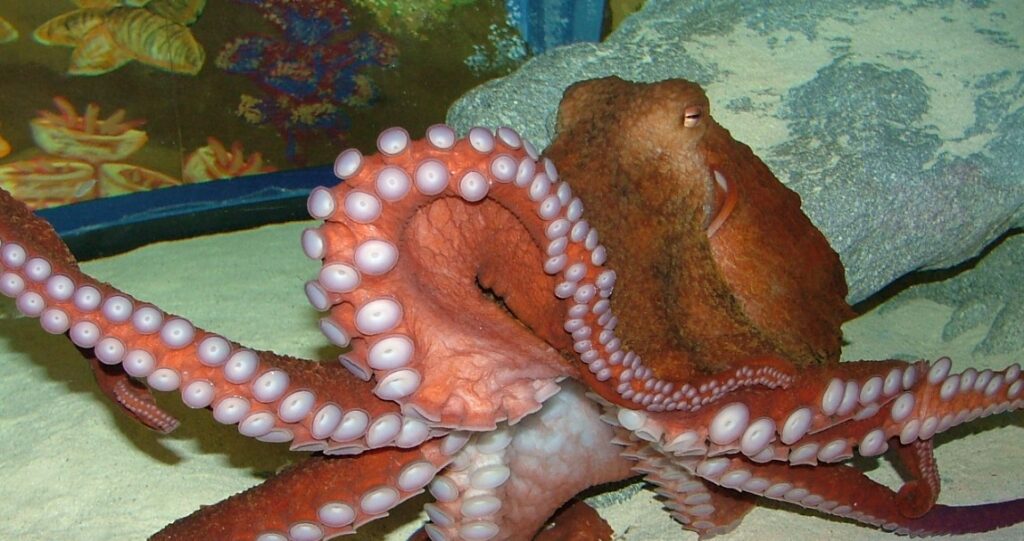 Octopus